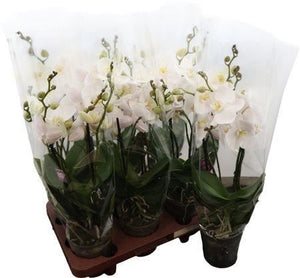 White Phalaenopsis Orchid ‘Flirto Love’ – 12cm Pot