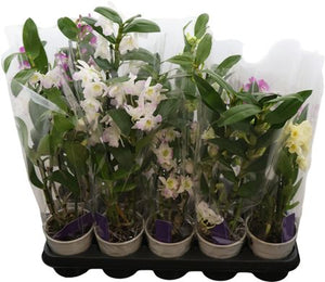Dendrobium Nobile Orchid – 12cm Pot, 50cm High