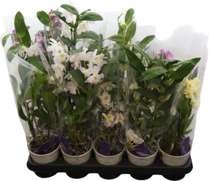 Dendrobium Nobile Orchid – 12cm Pot, 50cm High