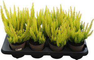 Golden Heath (Erica arborea ‘Alberts Gold’) – 12cm Pot