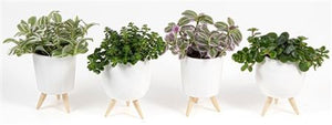 Mixed Green Plant Arrangement in Milano Pots – 9cm