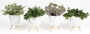 Mixed Green Plant Arrangement in Milano Pots – 9cm