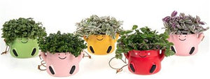 Mixed Ceramic Arrangement – 11cm Pot