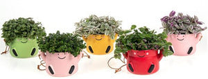 Mixed Ceramic Arrangement – 11cm Pot