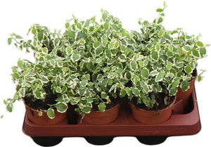 Ficus pumila ‘Bellus’ – 11cm Pot