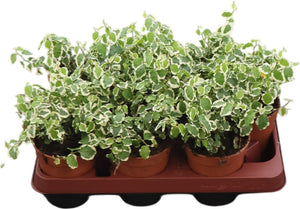 Ficus pumila ‘Bellus’ – 11cm Pot
