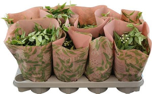 Hoya Bella Flowering Plant in 12cm Pot Cover
