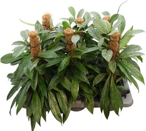 Hoya Carnosa ‘Silverspots’ – 14cm Pot
