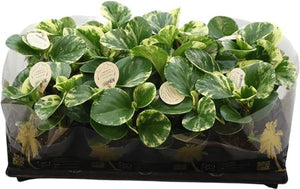 Golden Peperomia – 12cm Pot, Approx. 25cm High