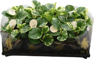 Golden Peperomia – 12cm Pot, Approx. 25cm High
