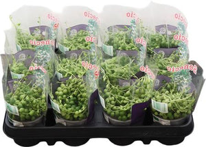 String of Pearls (Senecio rowleyanus) – 9cm Pot