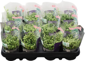 String of Pearls (Senecio rowleyanus) – 9cm Pot
