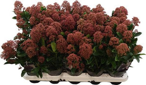 Skimmia japonica 'Rubesta Optima' – 10.5cm Pot