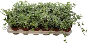 Hedera helix ‘Mona Lisa’ English Ivy – 9cm Pot