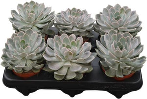 Grey Echeveria Succulent – 10.5cm Pot