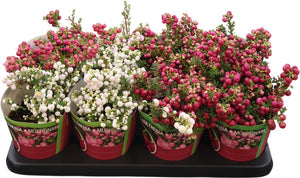Mixed Gaultheria Mucronata – 14cm Pot