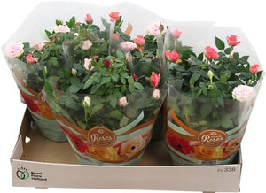 Mixed Festival Rose – 20cm Pot