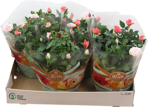 Mixed Festival Rose – 20cm Pot