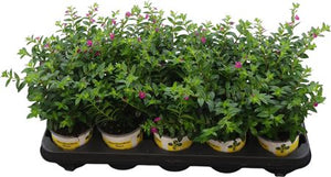 Lilac Cuphea 'Hy Floriglory' – 11cm Pot