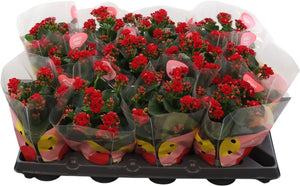 Red Double Kalanchoe – 10.5cm Pot
