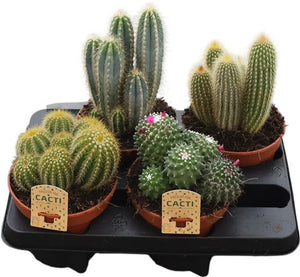 Mixed Cacti and Succulent Collection – 15cm Pot