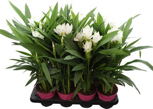 Curcuma Siam Sisto Flowering Plant – 14cm Pot
