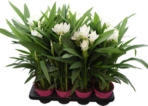 Curcuma Siam Sisto Flowering Plant – 14cm Pot