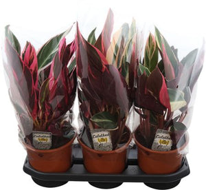 Triostar Stromanthe (Stromanthe sanguinea) – 19cm Pot