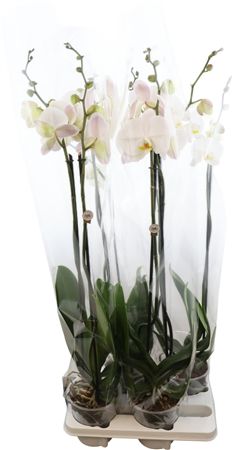 White Phalaenopsis Orchid – 15cm Pot, 95cm Tall
