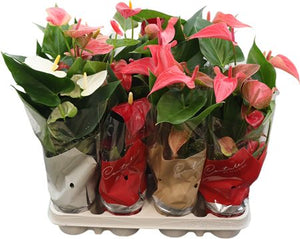 Mixed Anthurium Houseplant – 9cm Pot, 35cm High