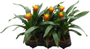 Red Guzmania Bromeliad – 12cm Pot, 30cm High