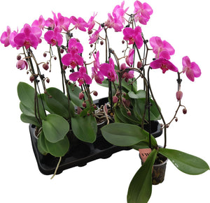 Purple Phalaenopsis Orchid – 2 Stem, 12cm Pot