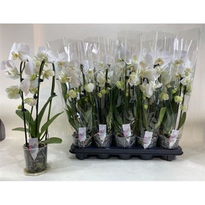 White Phalaenopsis Orchid – 2 Stem, 12cm Pot