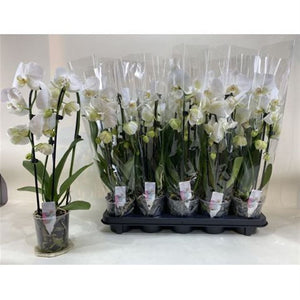 White Phalaenopsis Orchid – 2 Stem, 12cm Pot