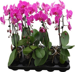 Purple Phalaenopsis Orchid (2 Stem) – 12cm Pot