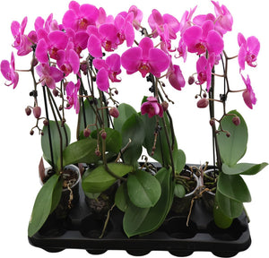 Purple Phalaenopsis Orchid (2 Stem) – 12cm Pot