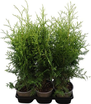 Brabant Arborvitae (Thuja occidentalis) – 15cm Pot, 60cm