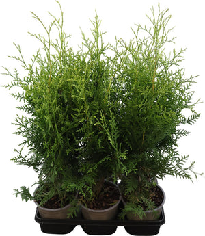 Brabant Arborvitae (Thuja occidentalis) – 15cm Pot, 60cm
