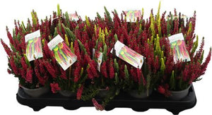 Calluna ‘Colorado Lights’ Heather – 10.5cm Pot