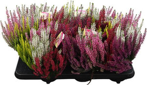 Calluna vulgaris ‘Beauty Ladies High Five’ – 13cm Pot