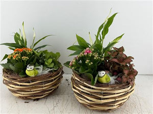 Mixed Colour Oval Plant Arrangement