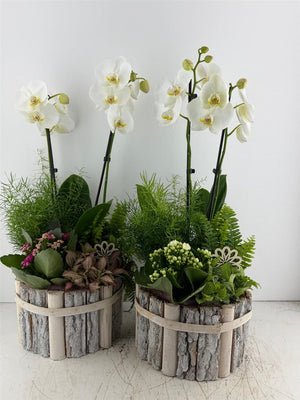 Round Beechwood Mixed-Colour Arrangement