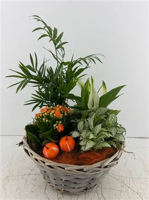 Mixed Grey Round Plant Arrangement