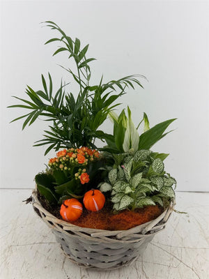 Mixed Grey Round Plant Arrangement
