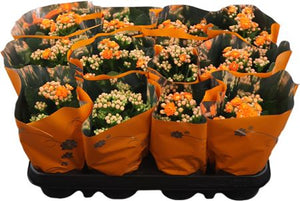 Orange Double Kalanchoe – 9cm Pot