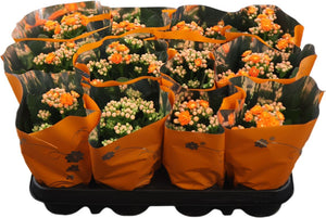 Orange Double Kalanchoe – 9cm Pot