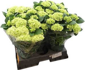 White Hydrangea macrophylla – 14cm Pot, 40cm High