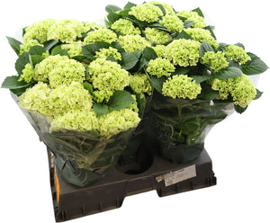 White Hydrangea macrophylla – 14cm Pot, 40cm High