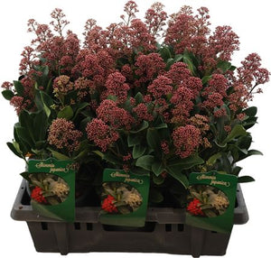 Skimmia japonica ‘Exstase’ – 15cm Pot