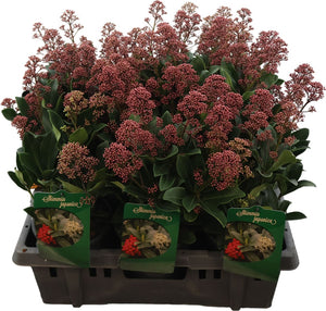 Skimmia japonica ‘Exstase’ – 15cm Pot